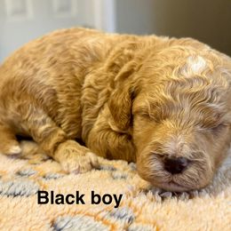 Black collar boy - Apricot male Goldendoodle puppy in Vian, Oklahoma from Dog Days Doodles
