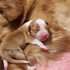 Nova Scotia Duck Tolling Retriever Puppies from Meadowlark Tollers