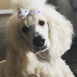 Farrah - Poodle