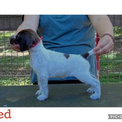 Red - Liver and white female German Wirehaired Pointer puppy in Umatilla, Florida from Double D Picards and GWPs