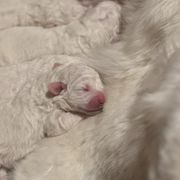 Tigger - White Maremma Sheepdog puppy in Riverhead, New York from Sunny Shore Farms