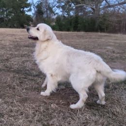 Doc - Golden Retriever