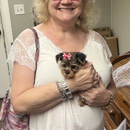 Chihuahua, Morkie, and Yorkshire Terrier Puppies from Patty’s Paws