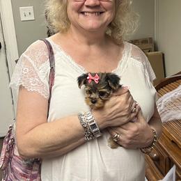 Chihuahua, Morkie, and Yorkshire Terrier Puppies from Patty’s Paws