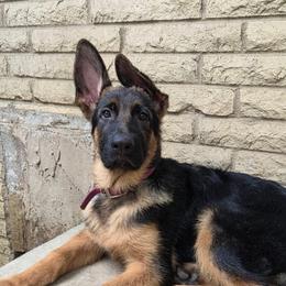 Duncan - Black and red male German Shepherd puppy in Harvard, Illinois from Aus Dem Meer German Shepherds