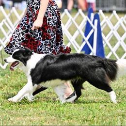 Sli - Border Collie