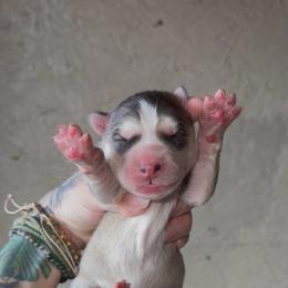 Girl 2 - Sable and white female Siberian Husky puppy in Iron River, Wisconsin from Wiemeri Siberians