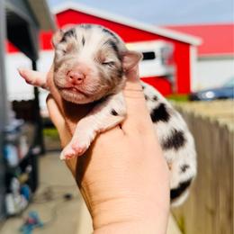 Curly - Blue merle male Australian Shepherd puppy in Ashland, Ohio from SS Australian Shepherds
