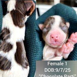 Yorkshire Terrier puppies from Bitter Sweet Yorkies