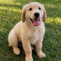 Walker - Light golden male Golden Retriever puppy in Chandler, Arizona from Az K9 Companions