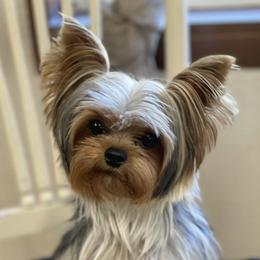 Max - Yorkshire Terrier
