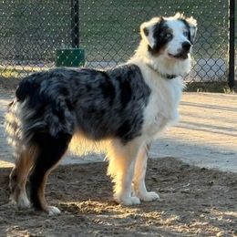 Lolly - Australian Shepherd