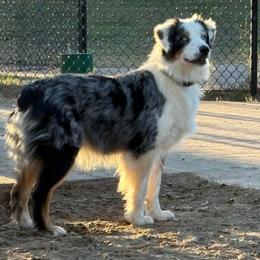 Lolly - Australian Shepherd