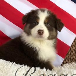 Australian Shepherd Puppies from Pine Grove Aussies