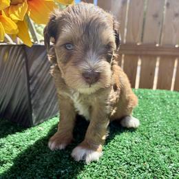 Apollo - Salt and pepper male Miniature Schnauzer puppy in Menifee, California from Moonshine’s Minis