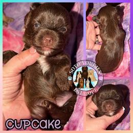 Cupcake - Liver female Yorkshire Terrier puppy in London, Kentucky from Soto Yorkies