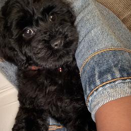 Cavapoo, Cockapoo, Maltipoo, and Poodle Puppies from Heavenly Puppies to Love