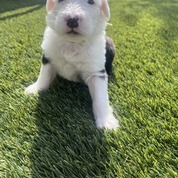 Old English Sheepdog Puppies from Desert Sheepies
