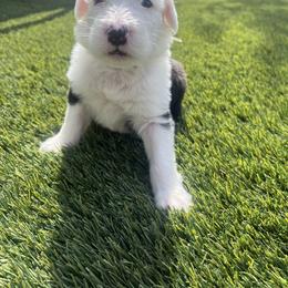 Old English Sheepdog Puppies from Desert Sheepies
