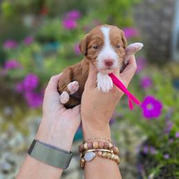 PINK - Red  female Goldendoodle puppy in Somerville, Alabama from Southern Enchanted Doodles