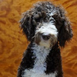 Aussiedoodle Puppies from Vesbach Doodle Valley Farm