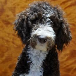 Aussiedoodle Puppies from Vesbach Doodle Valley Farm