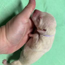 Lavender - White and liver brown female Dalmatian puppy in Wilson, North Carolina from New Horizonz Dalmatians