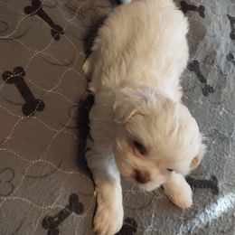 Boy 1 - White male Shih Tzu puppy in Eastanollee, Georgia from G & J Shih Tzu