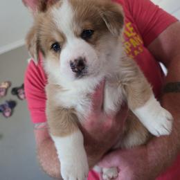 Lorna - Red merle and white female American Corgi puppy in China Spring, Texas from Red Beanie Corgis