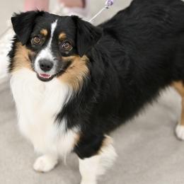 Delilah - Toy Australian Shepherd