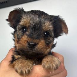 Marcia Pink Collar - Black and tan female Yorkshire Terrier puppy in Pembroke Pines, Florida from Sunshine Parti Yorkies