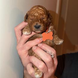 Liberty - Goldendoodle