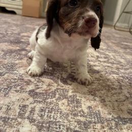 Male 2 - Piebald male Dachshund puppy in Quitman, Mississippi from S-and-A Kennels