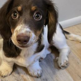 GiGi - Dachshund