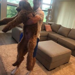 Goldendoodle Puppies from Izzy's Doodles