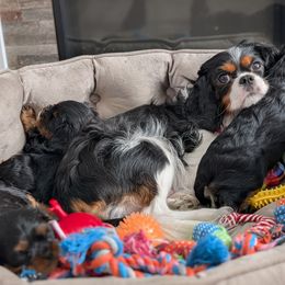 Cavalier King Charles Spaniel Puppies from The Kings Cavaliers