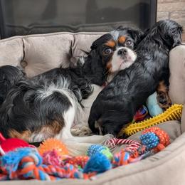 Cavalier King Charles Spaniel Puppies from The Kings Cavaliers