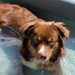 Australian Shepherds, Miniature Australian Shepherds, and Toy Australian Shepherds from Hanna’s Piney Paws