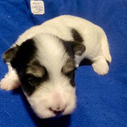 Maltipoo, Morkie, and Yorkipoo Puppies from Danza Bolo