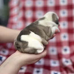 Bulldog Puppies from Sweet Rolls