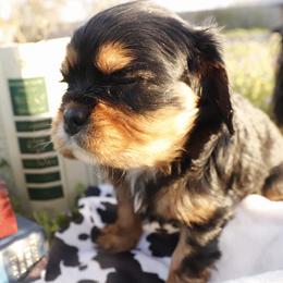 Polar Vortex - Black and tan male Cavalier King Charles Spaniel puppy in Ore City, Texas from Castle Grogan Cavaliers