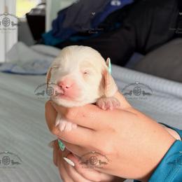 Miss. Pink-3200 - Cream female Dachshund puppy in Sparr, Florida from From the Heart Doxies