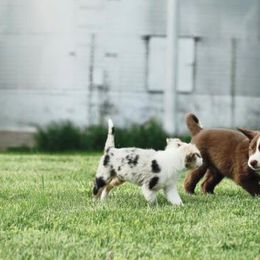 Border Collie Puppies from HC Kennels