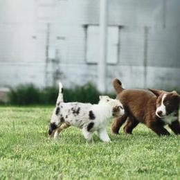 Border Collie Puppies from HC Kennels