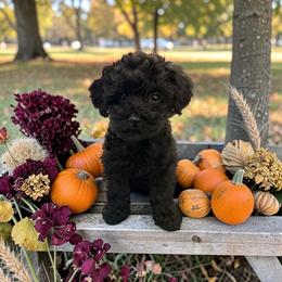 Georgia's Green Boy - Black male Cavapoo puppy in Lavon, Texas from Magnolia Prairie Doodles