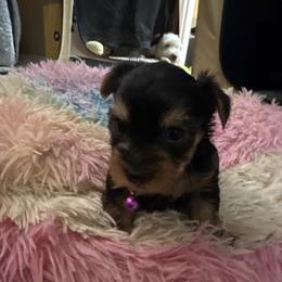 Lilac - Black and gold female Yorkshire Terrier puppy in Phoenix, Arizona from Coursey’s Yorkies