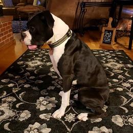 Kona - Boxer