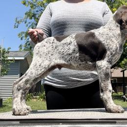 German Shorthaired Pointer Puppies from Wild Rose GSP's