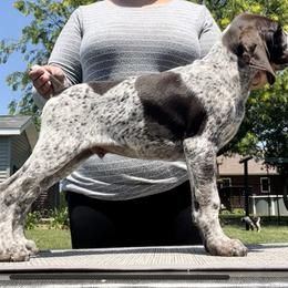German Shorthaired Pointer Puppies from Wild Rose GSP's