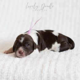 Lavender Collar Girl - Chocolate female Australian Labradoodle puppy in Thousand Oaks, California from Lovely Doodle Lane